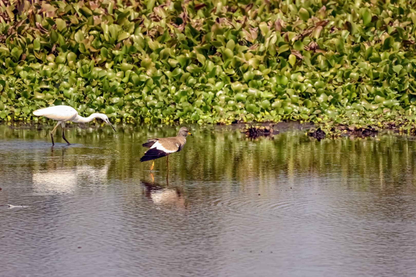 Grey-headed Lapwing