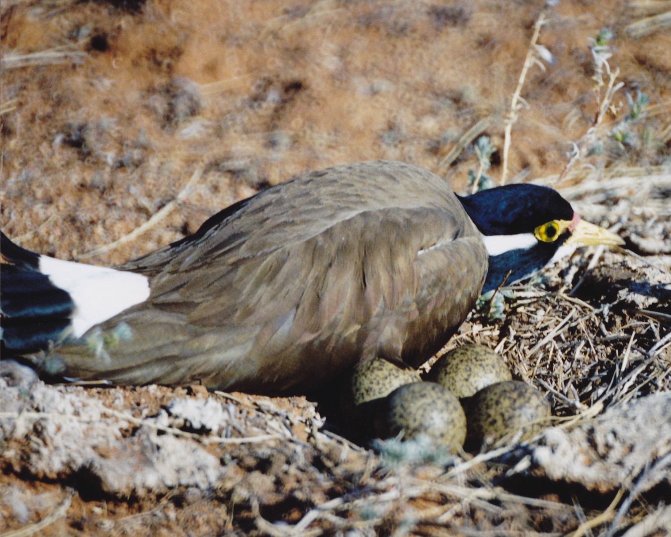 Grey-headed Lapwing