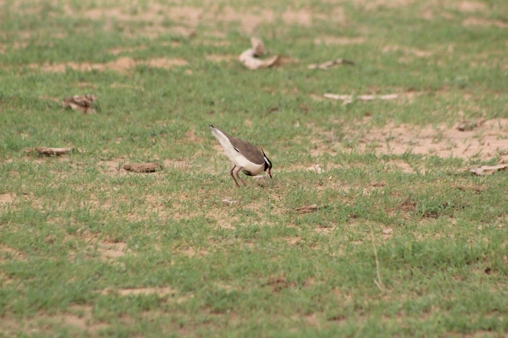 Grey-headed Lapwing