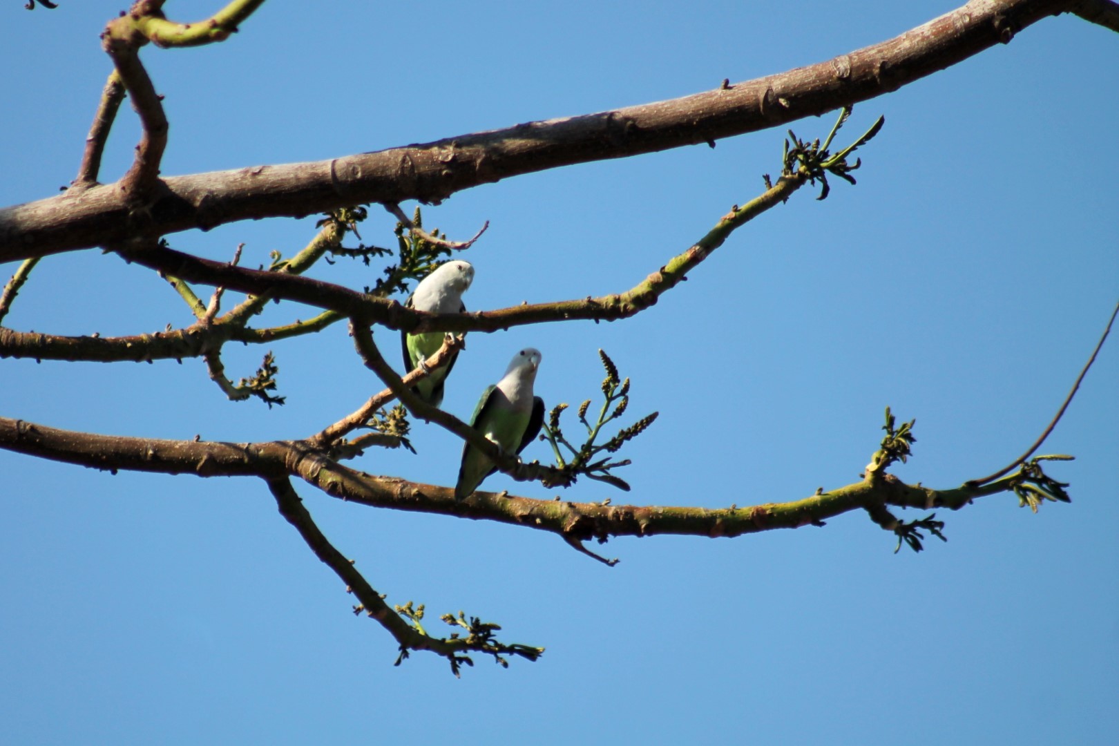 Grey-headed lovebird