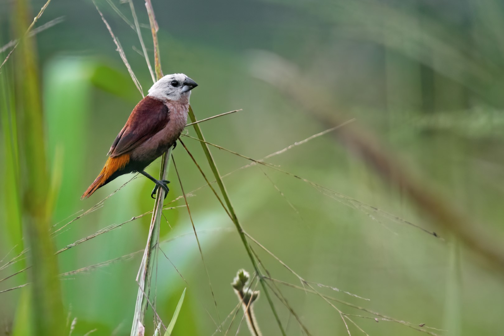 Grey-headed Munia