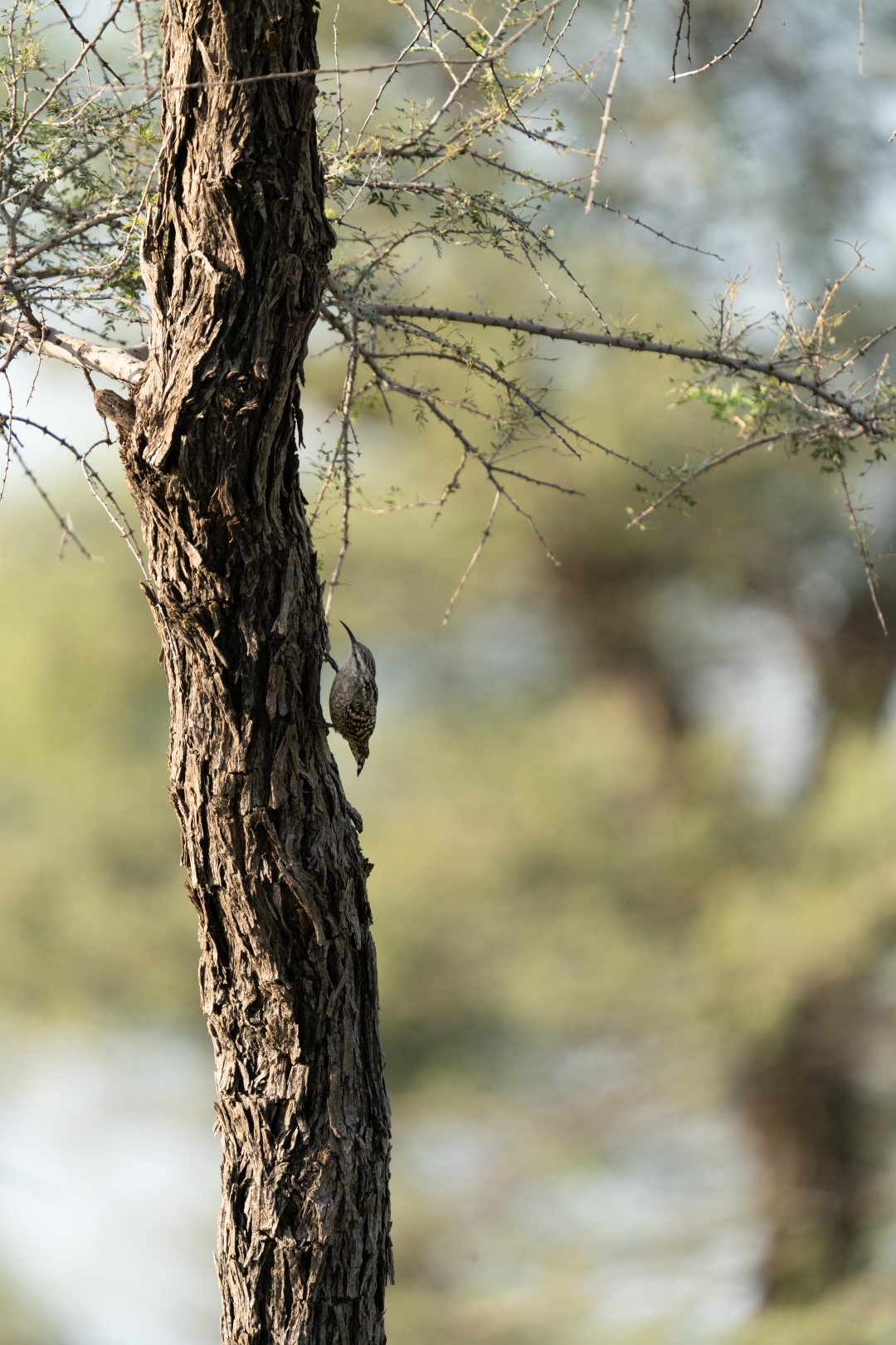 Grey-headed Sparrow