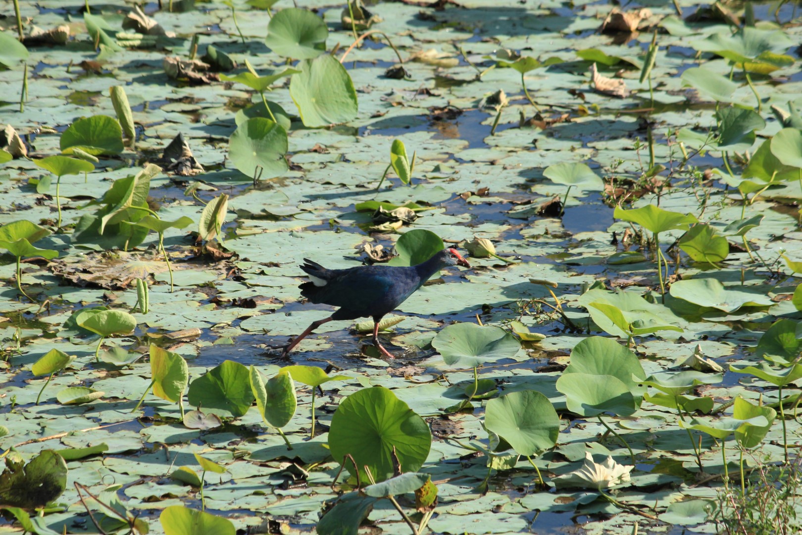 Grey-headed Swamphen