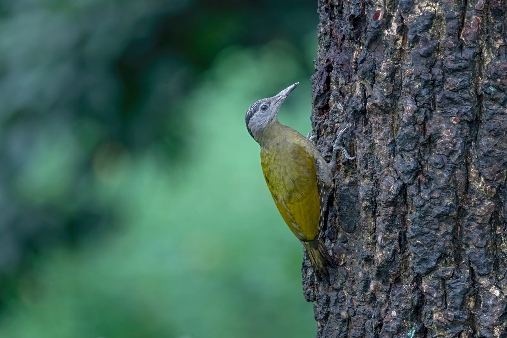 Grey-headed Woodpecker