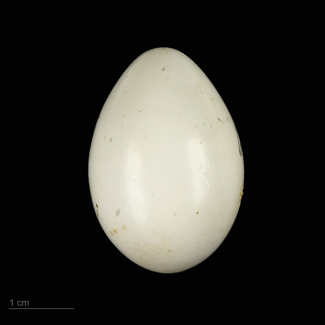 Grey-headed Woodpecker