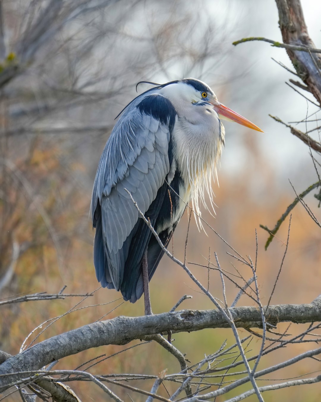 Grey Heron