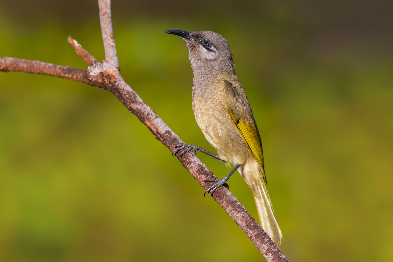 Grey Honeyeater
