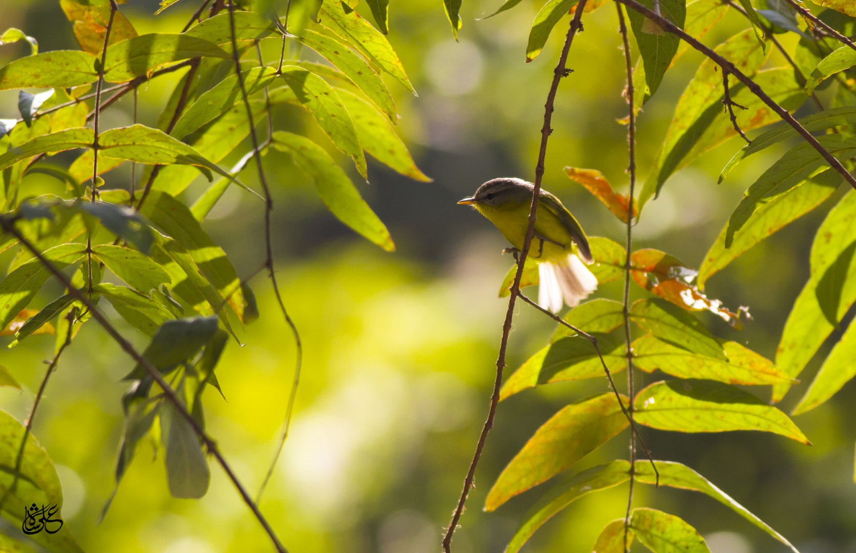Grey-hooded Warbler