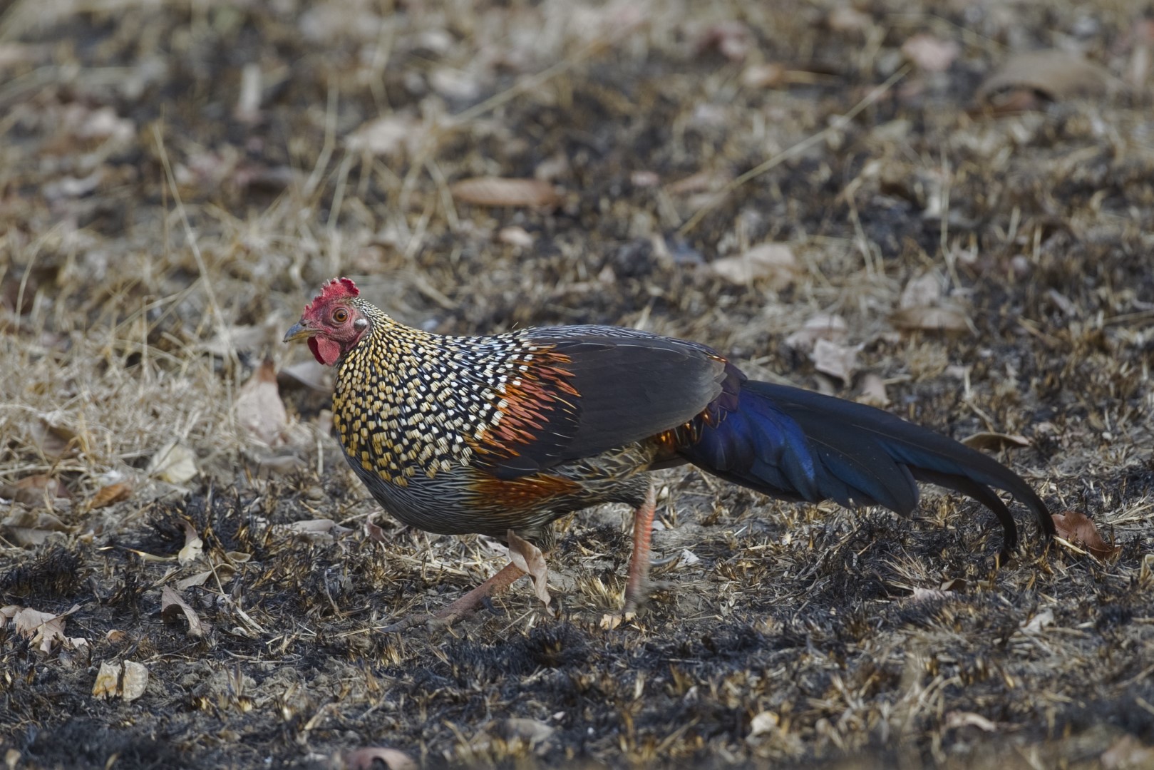 Grey Junglefowl