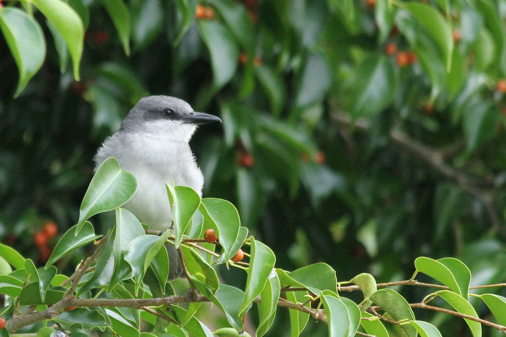 Grey Kingbird