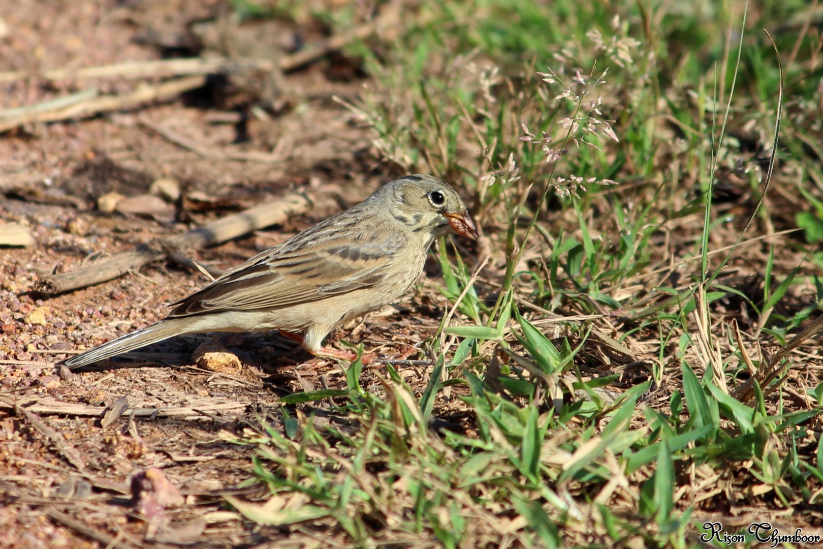 Grey-necked Bunting