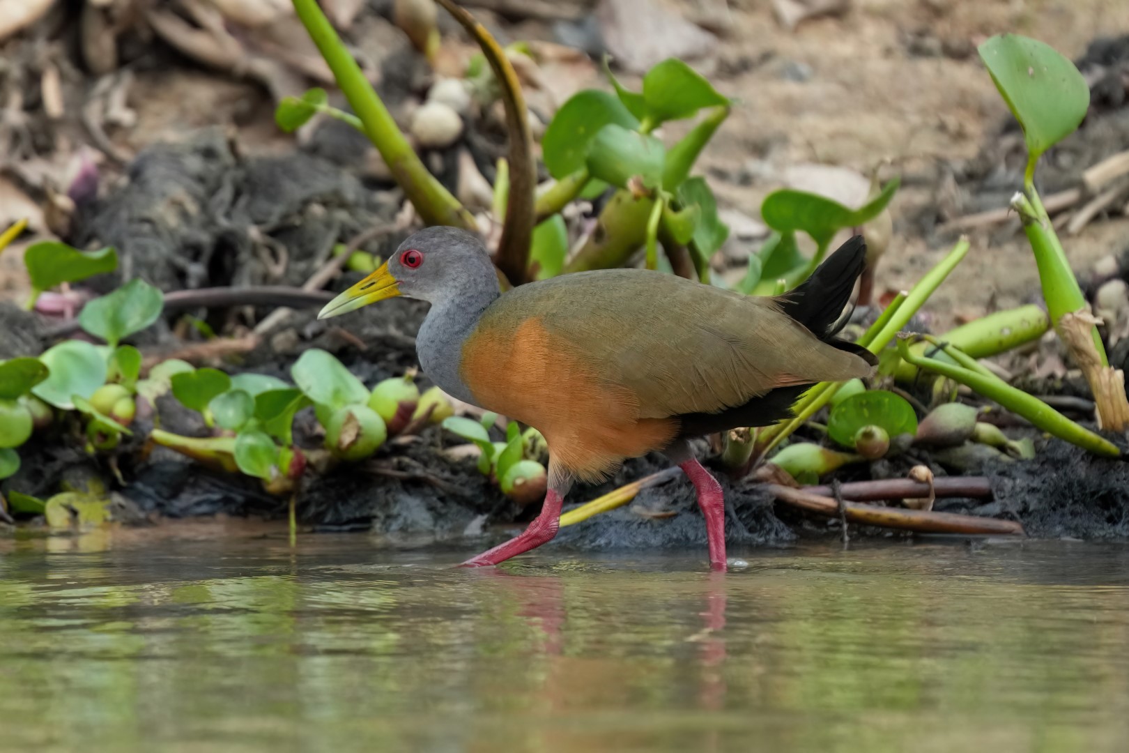 Grey-necked Wood-Rail