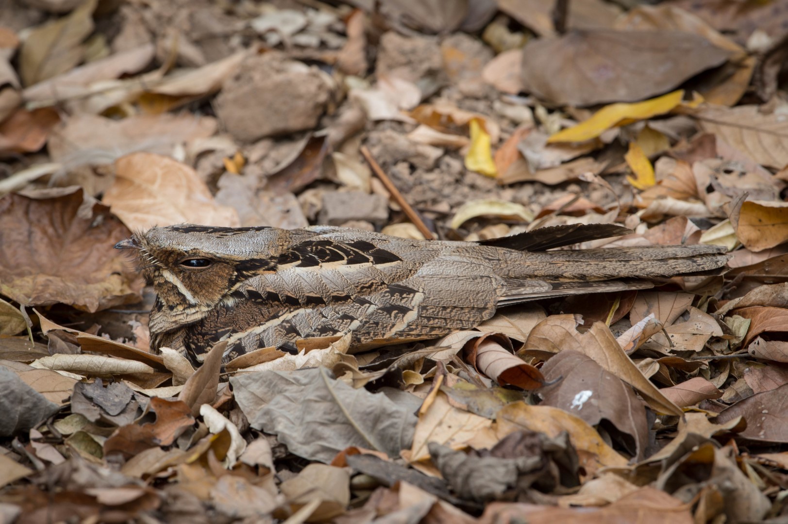 Grey Nightjar