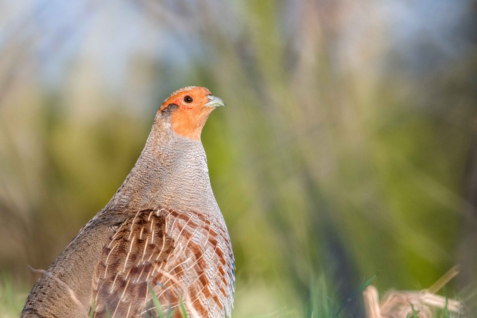 Grey Partridge