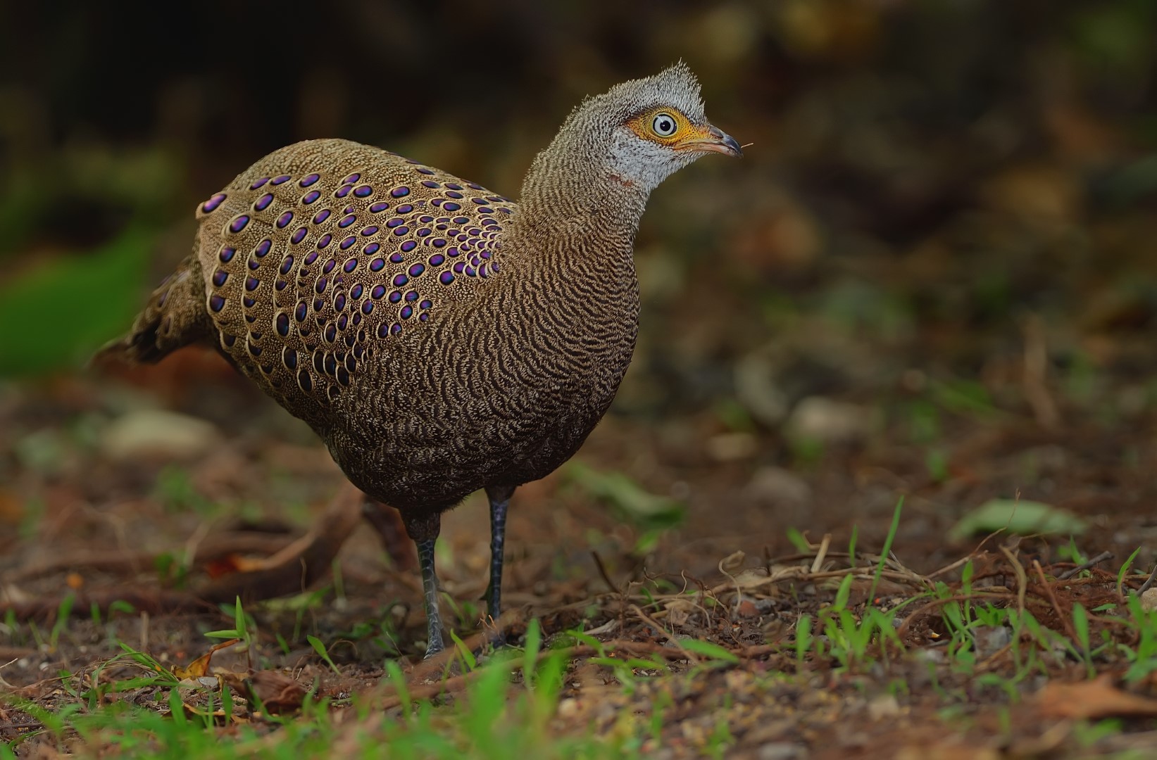 Grey Peacock-Pheasant
