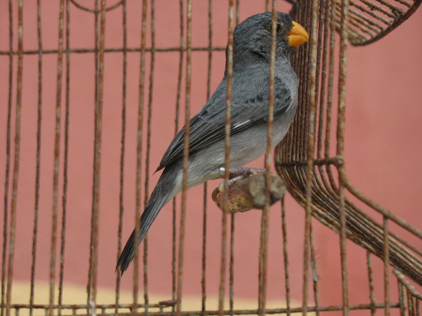 Grey Seedeater