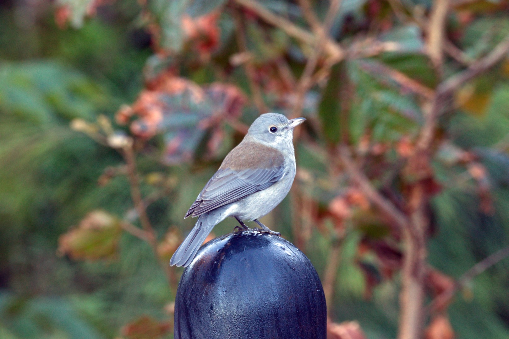 Grey Shrike-thrush
