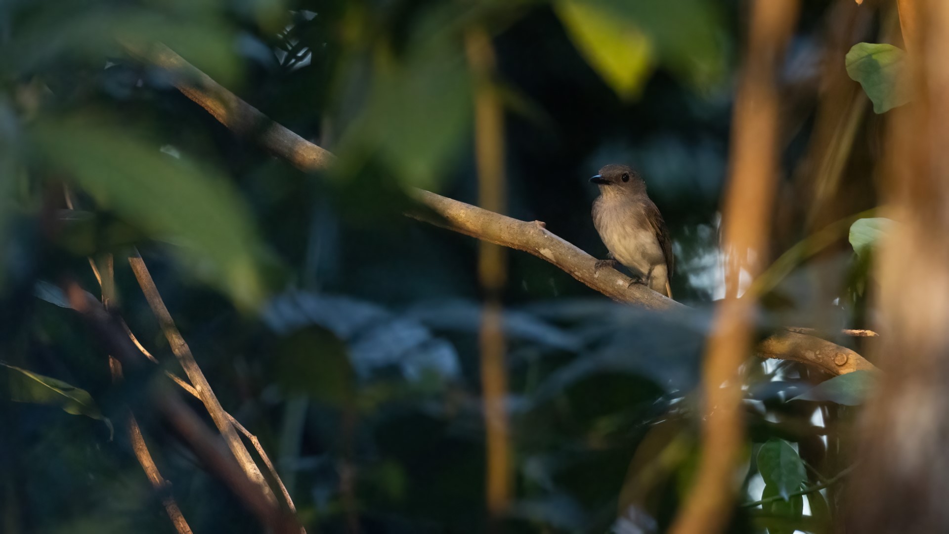 Grey Shrike-thrush