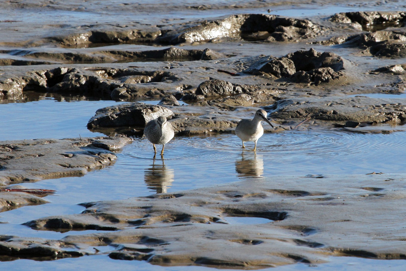 Grey-tailed Tattler