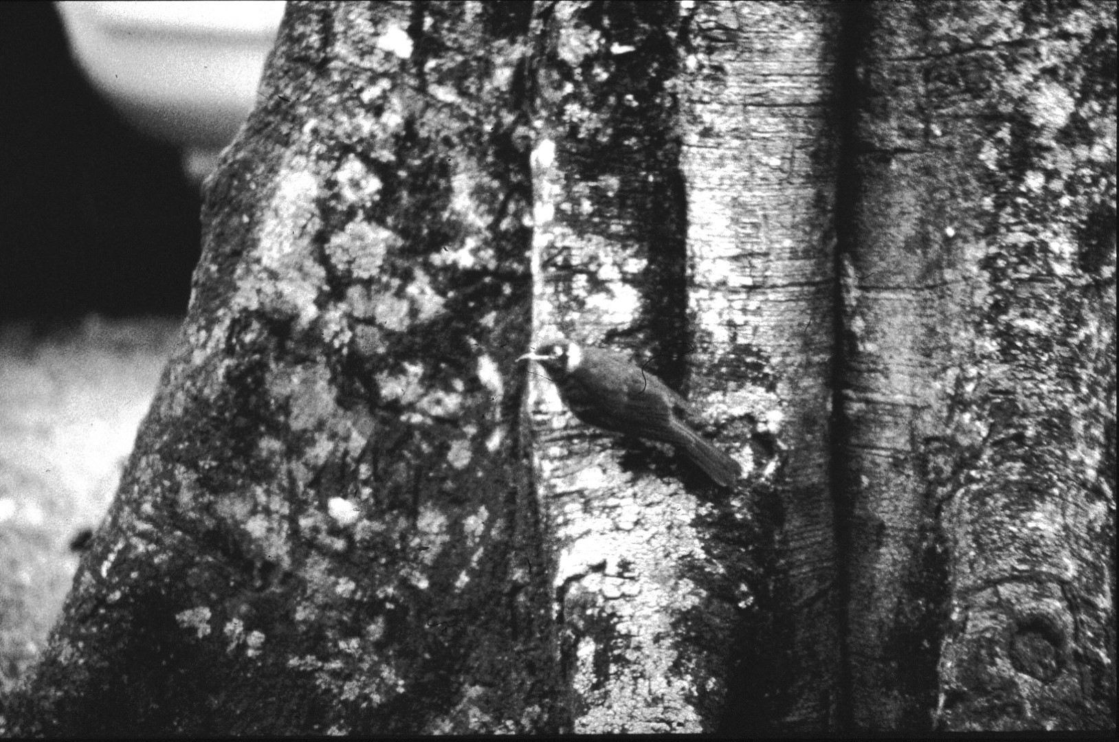 Grey-throated Barbet