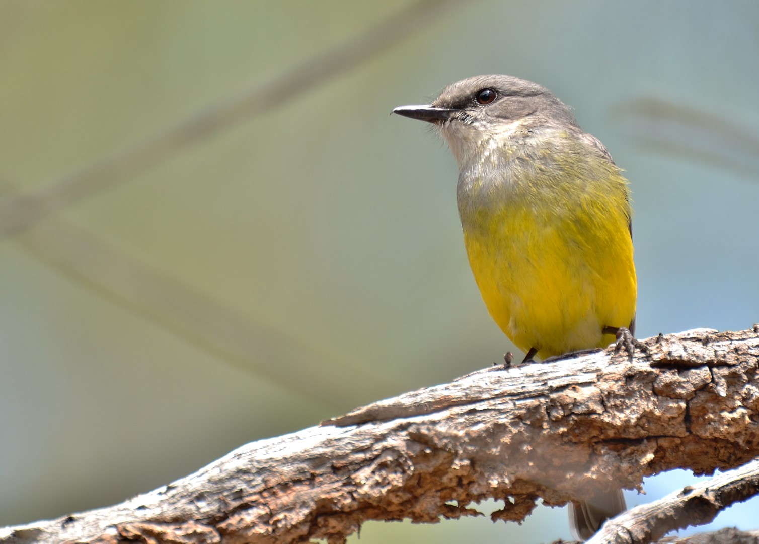 Grey-throated Flycatcher