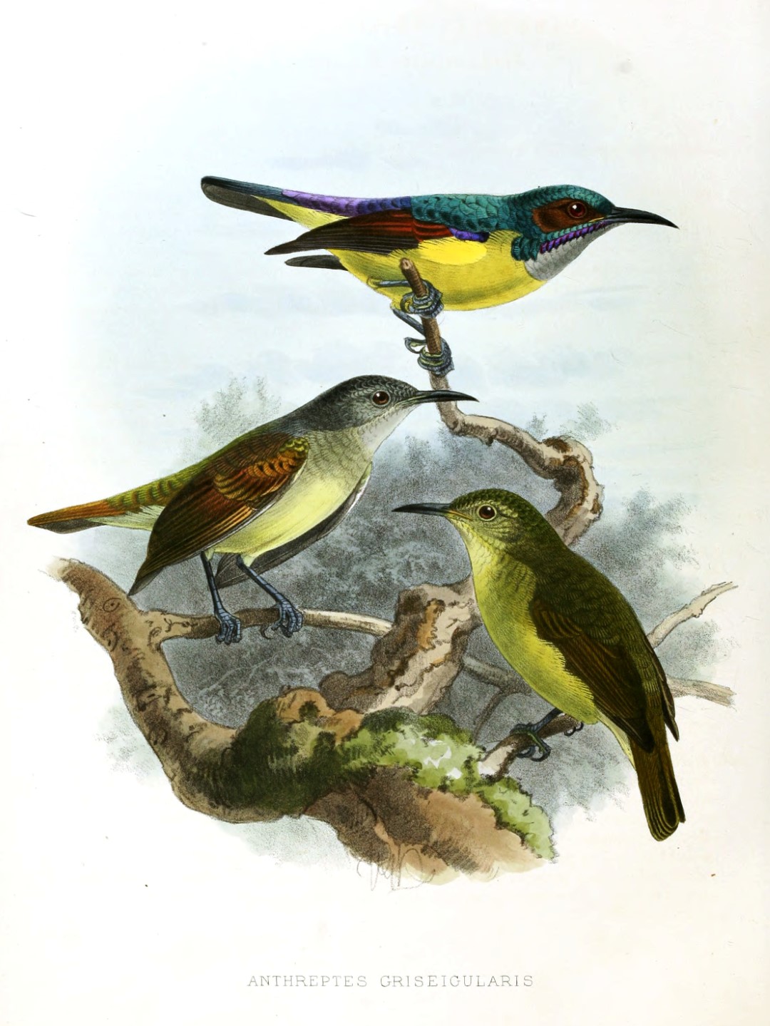Grey-throated Sunbird