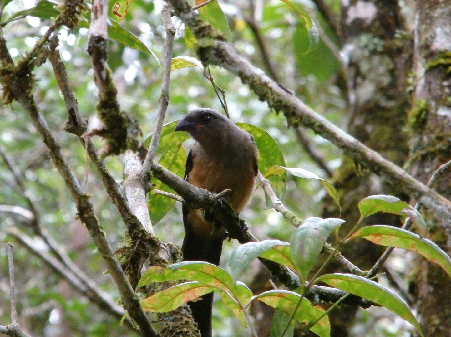 Grey Treepie