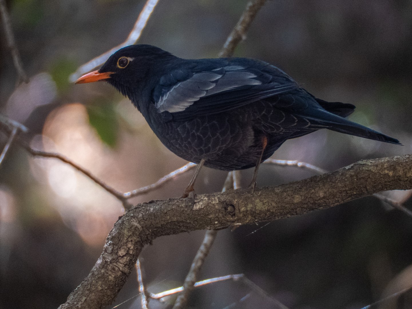 Grey-winged Blackbird