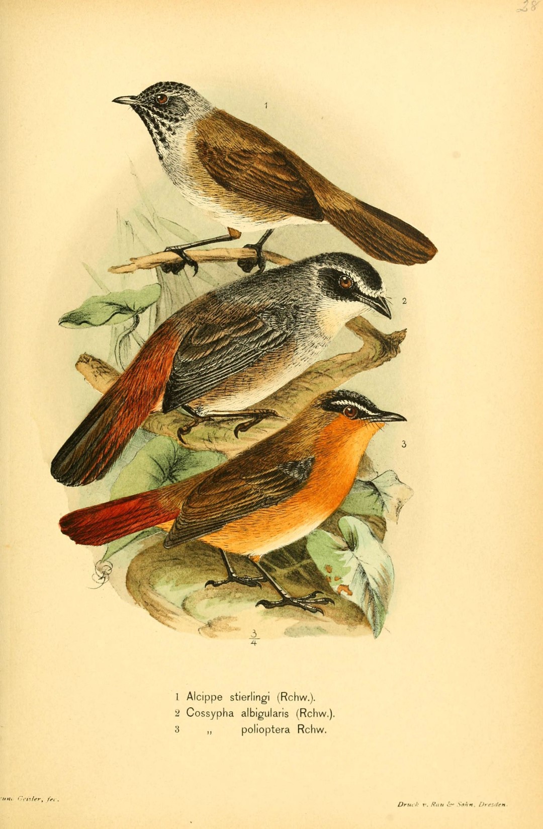 Grey-winged Robin-Chat