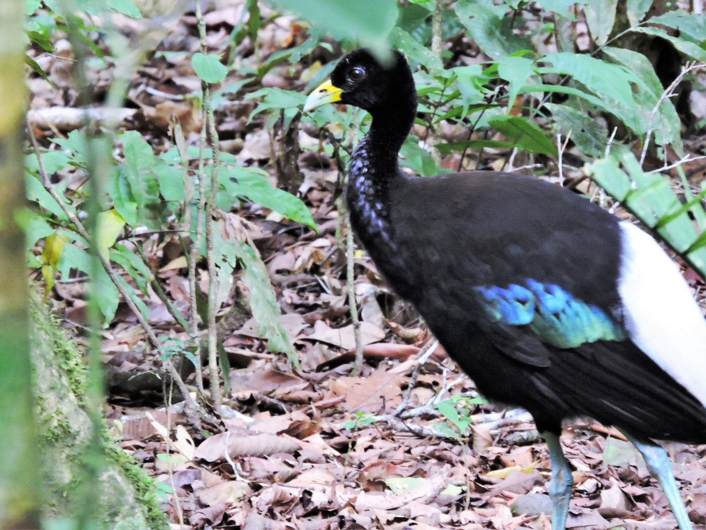 Grey-winged Trumpeter