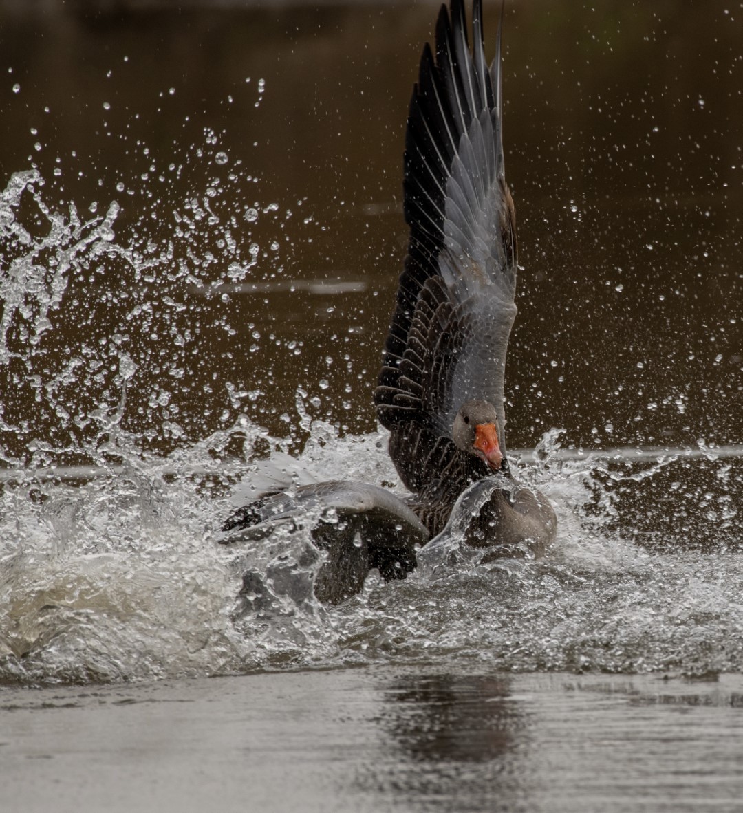 Greylag Goose
