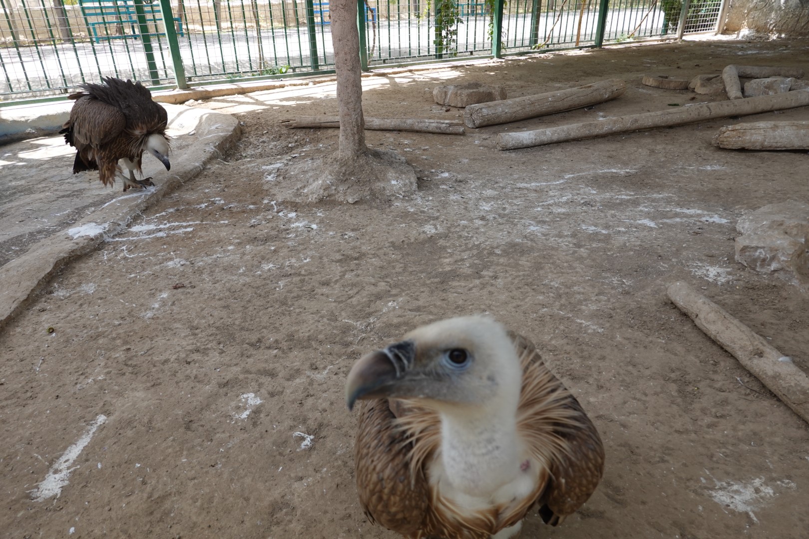 Griffon Vulture
