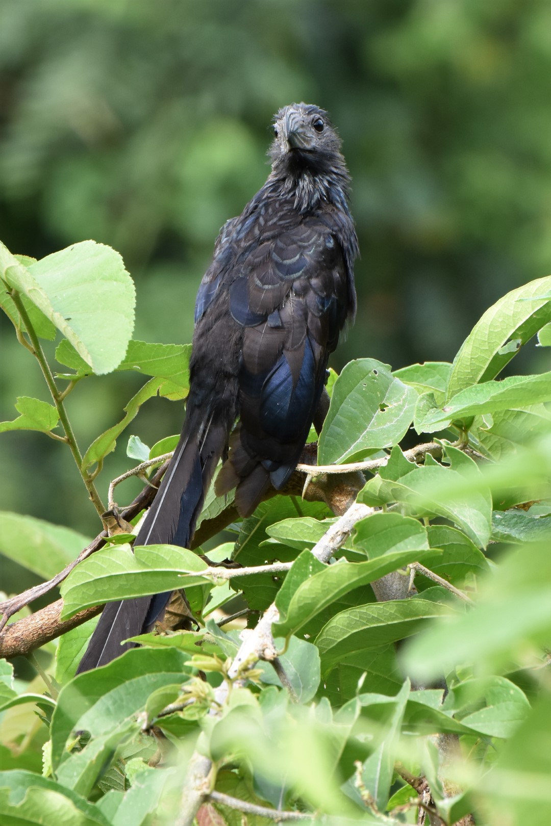 Groove-billed Ani