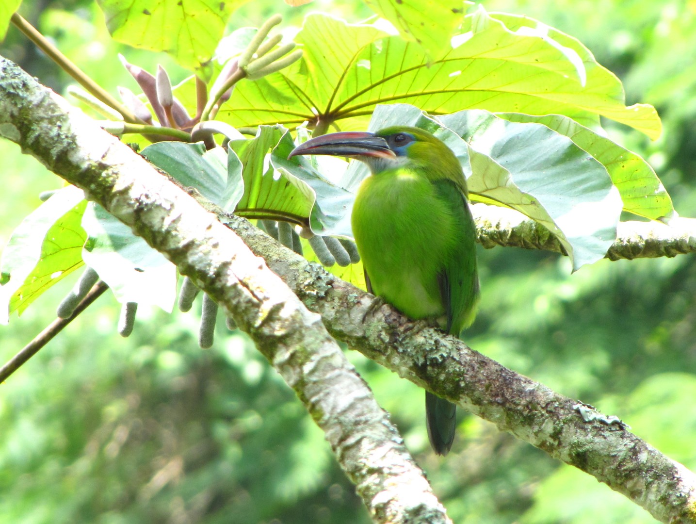 Groove-billed Toucanet