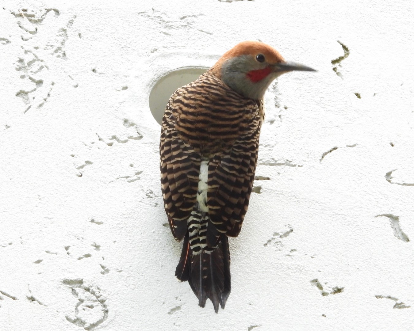 Guadalupe flicker