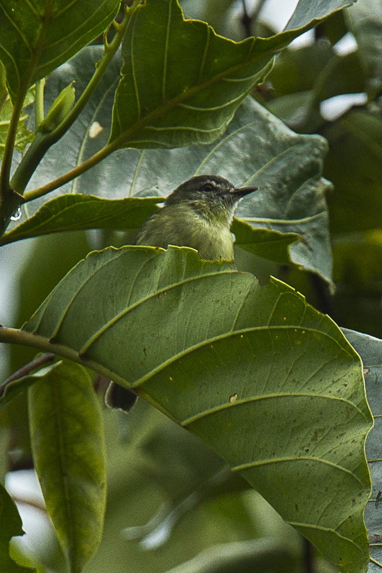 Gualaquiza Tyrannulet