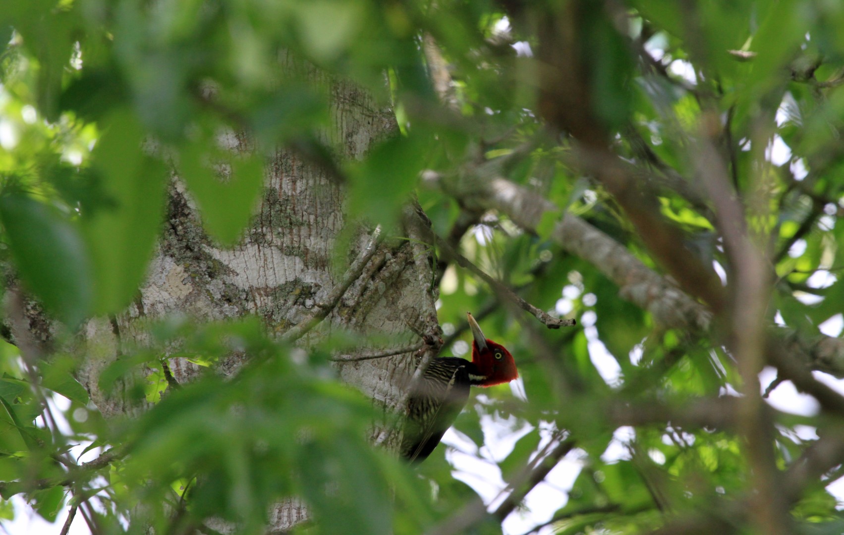 Guatemalan black woodpecker