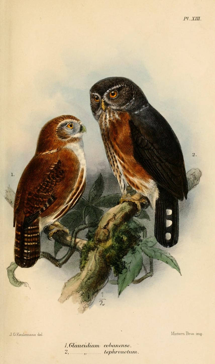 Guatemalan Pygmy-Owl
