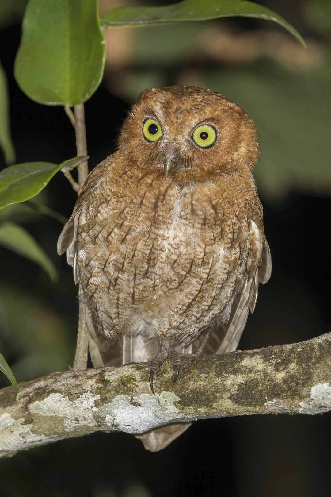 Guatemalan Screech Owl