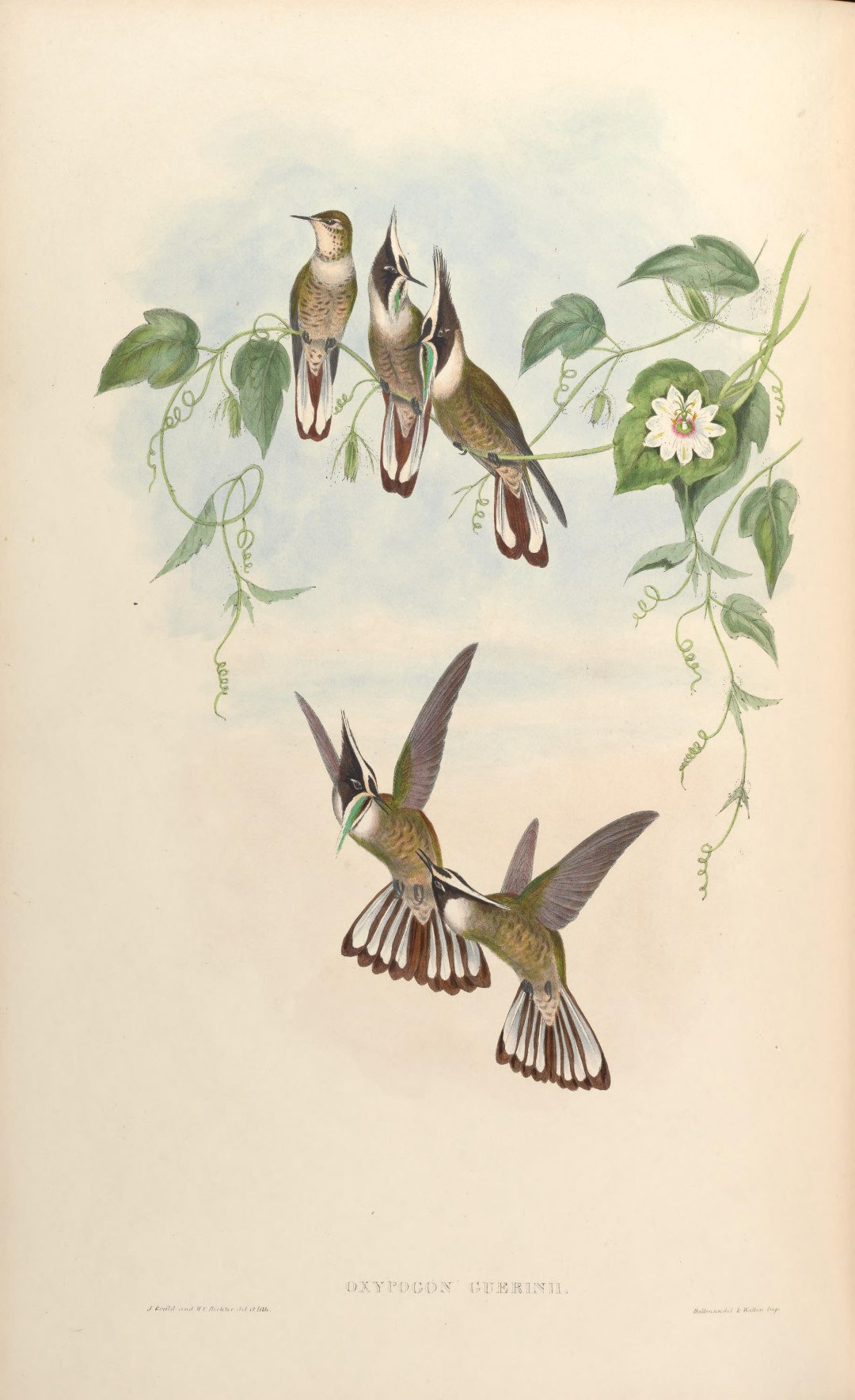 Guerin's Helmetcrest