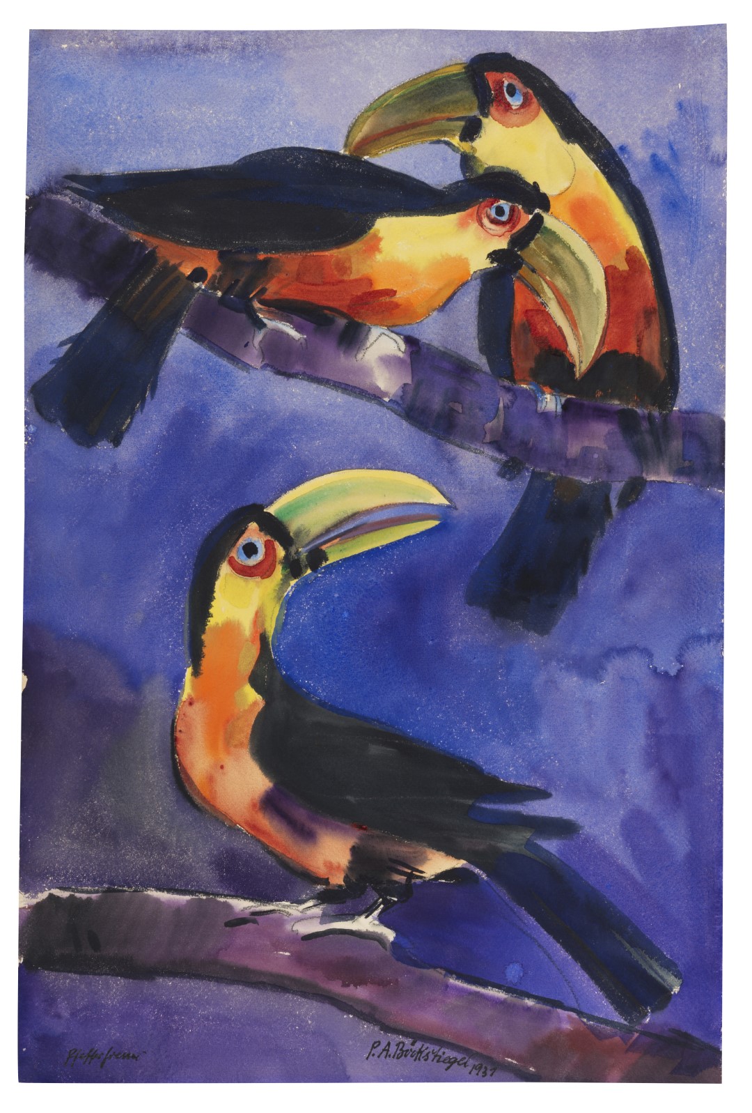 Guianan Toucanet