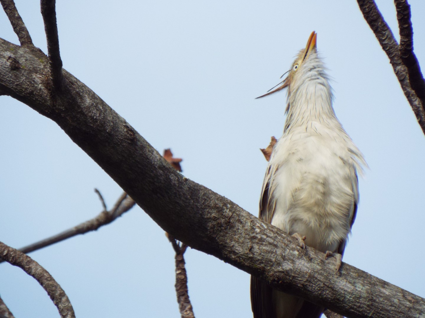 Guira Cuckoo