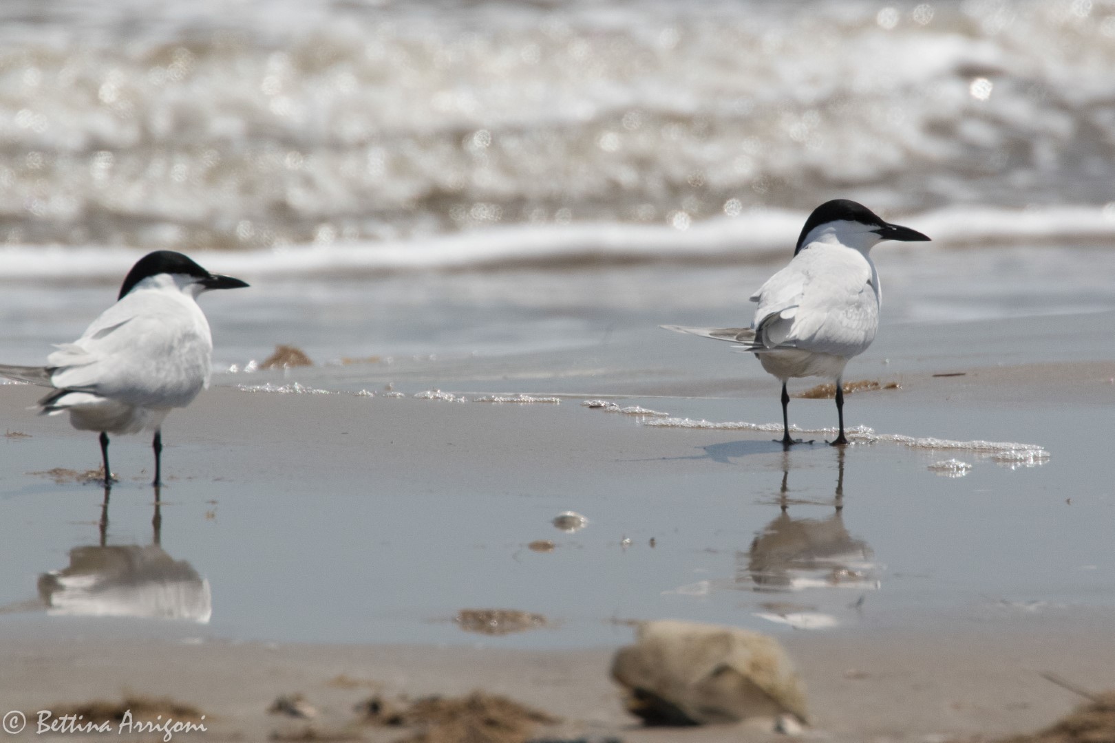 Gull-billed Tern