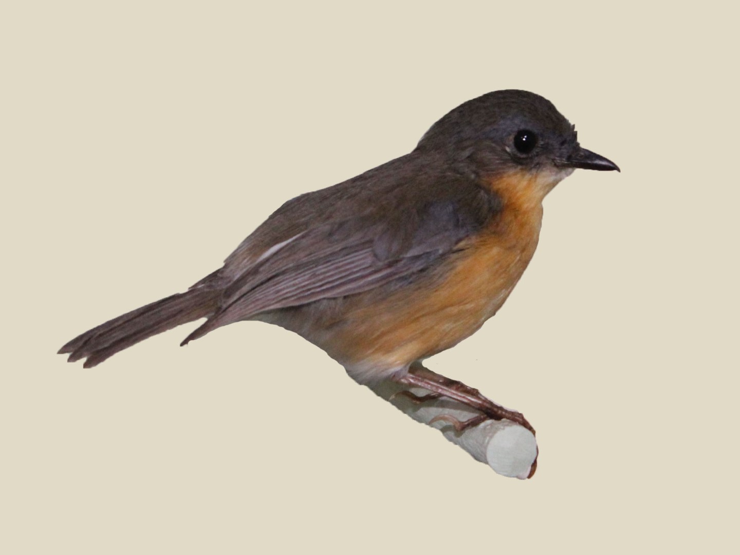 Gunning's Robin-Chat