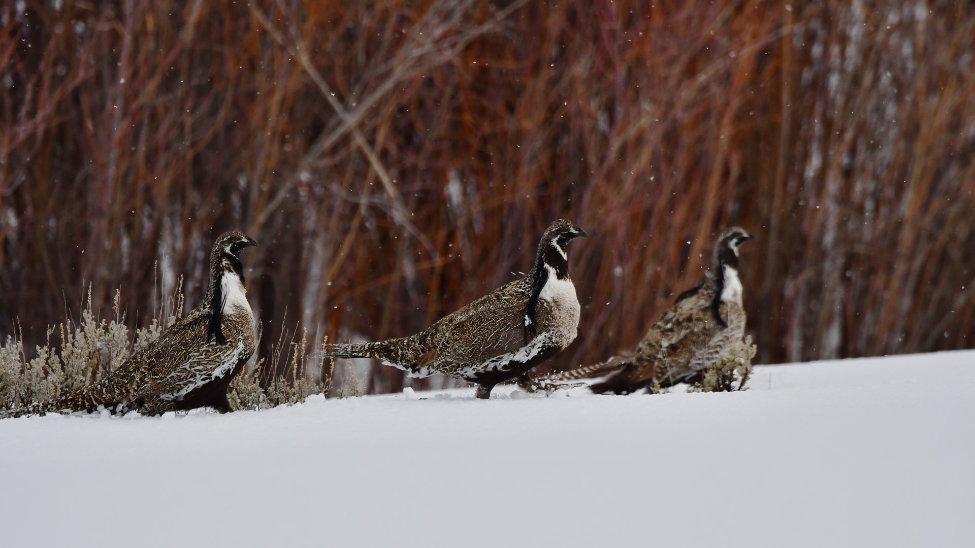 Gunnison sage-grouse