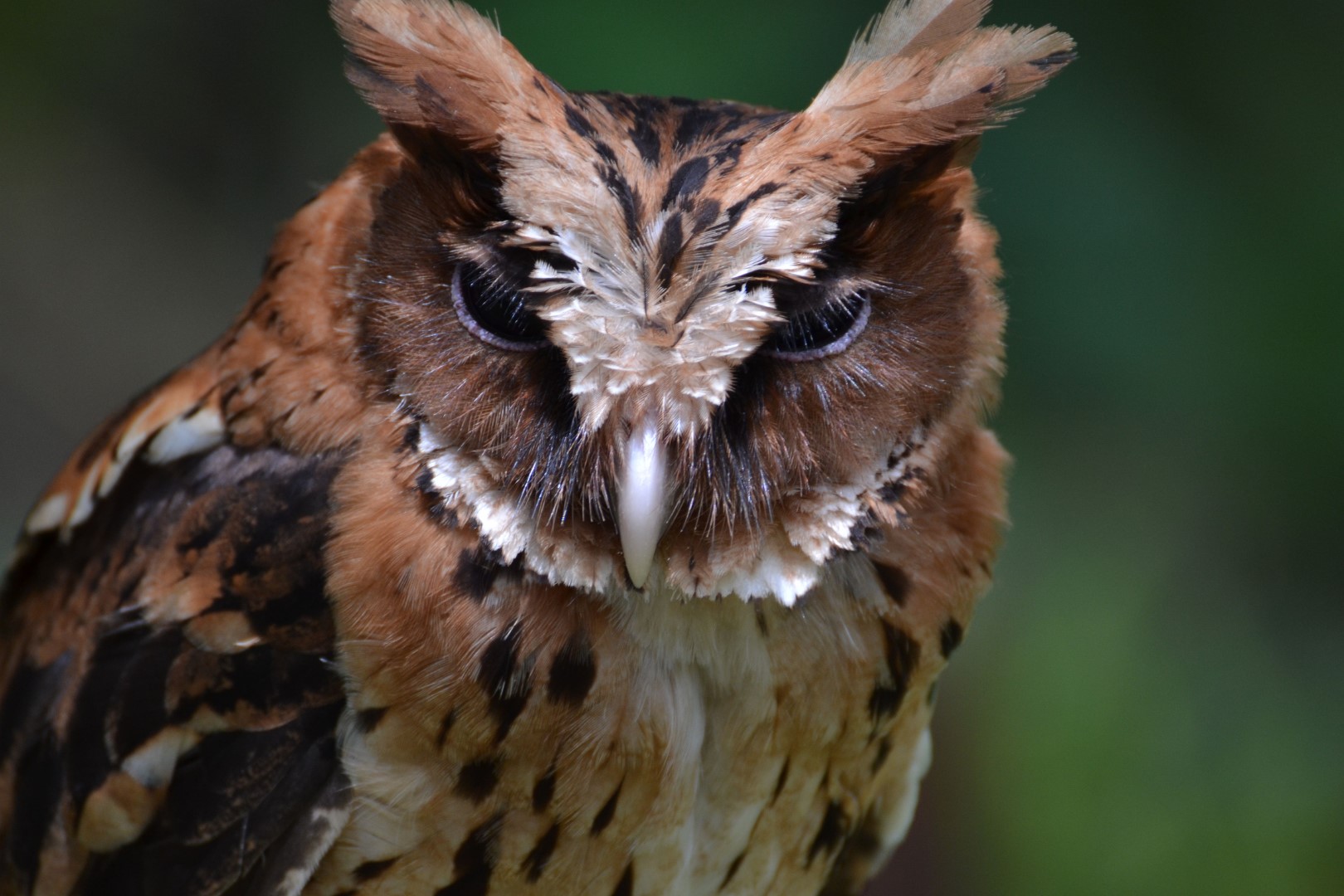 Gurney's Scops Owl
