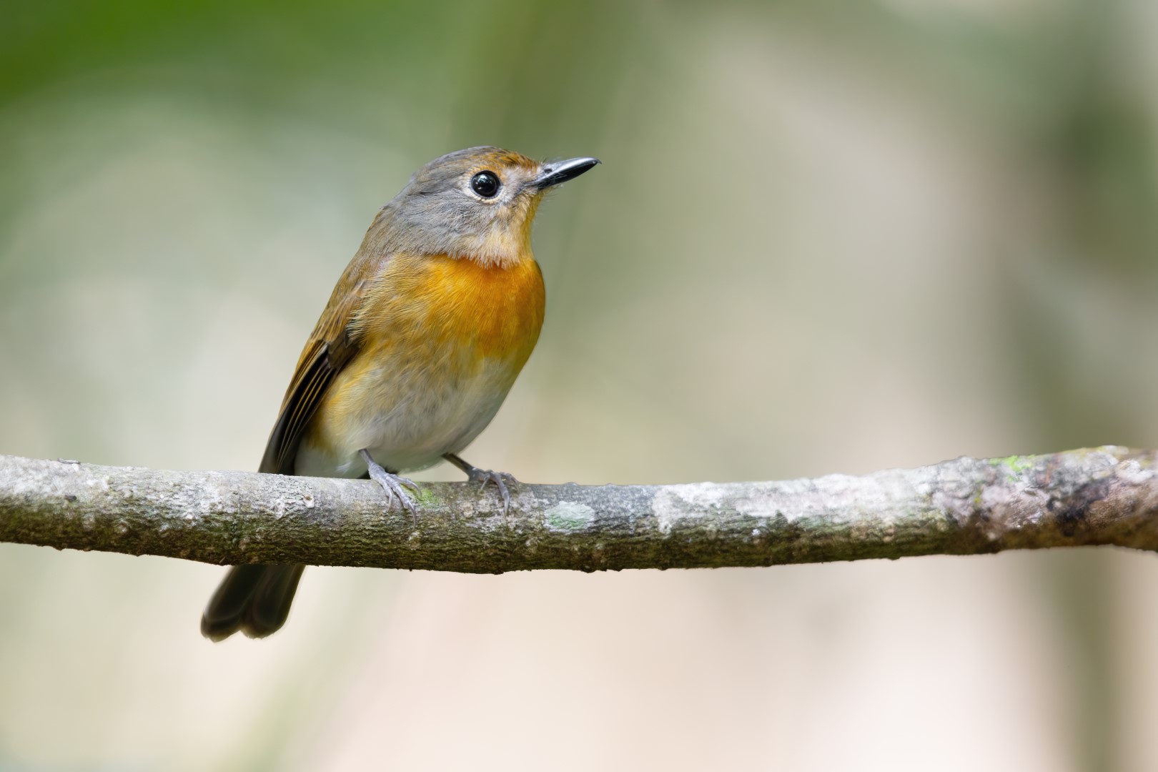 Hainan Blue Flycatcher