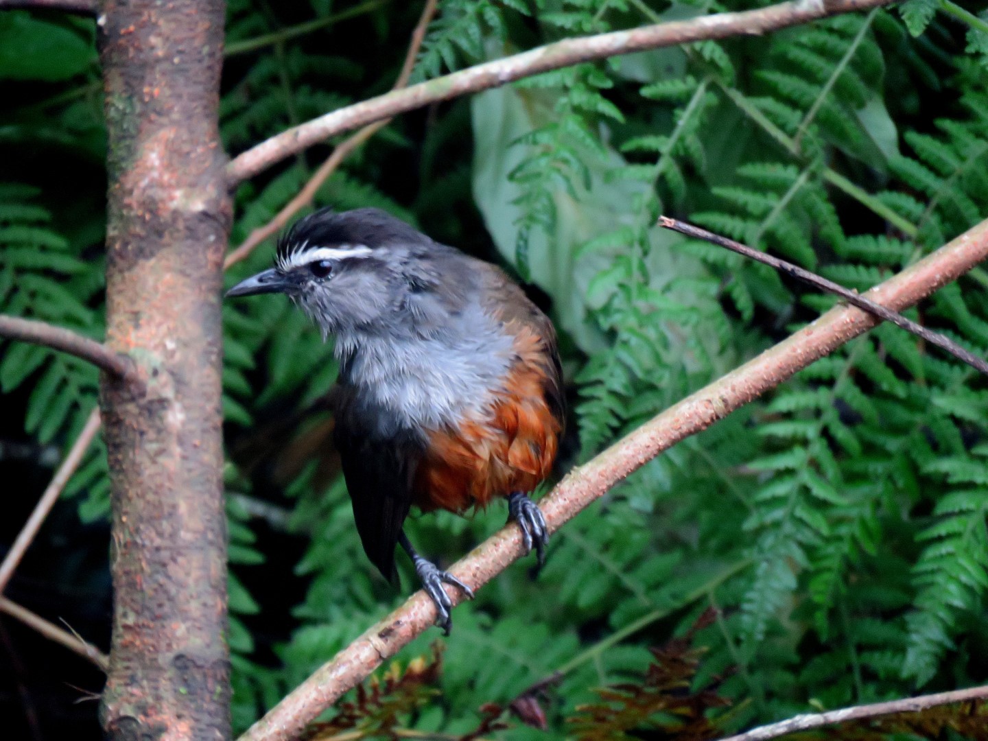 Hainan Blue Flycatcher