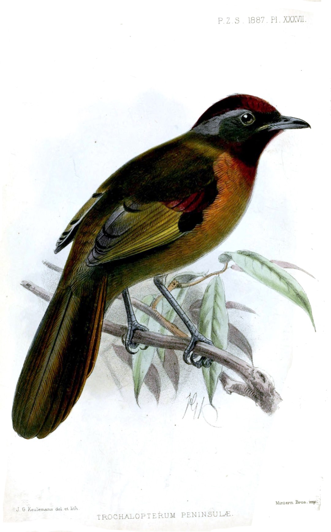 Hainan Fulvetta