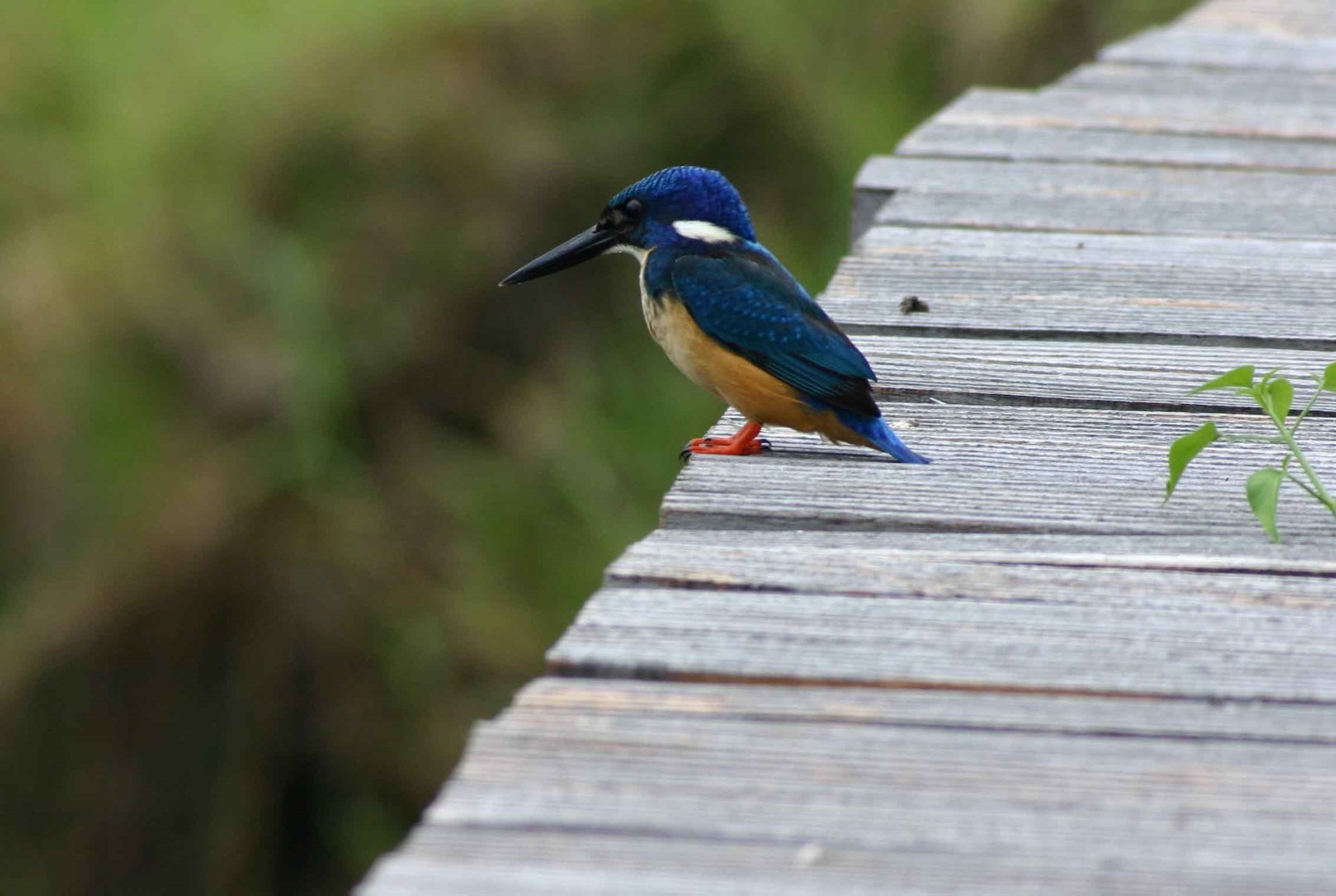 Half-collared kingfisher